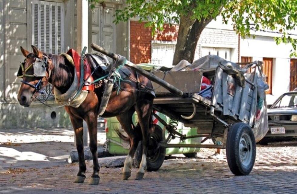 Tracción a sangre: no hay respuestas por parte del Municipio de Resistencia
