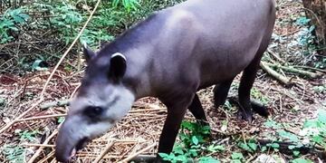 Rescate de Tapir Misiones\u002E