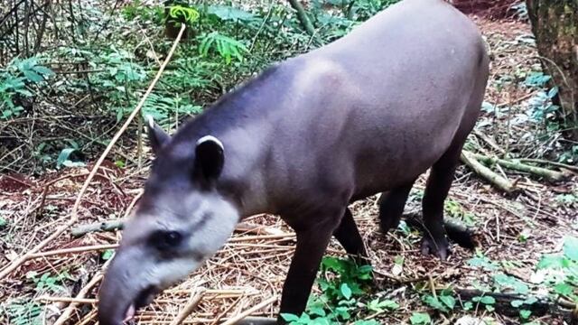 Rescate de Tapir Misiones\u002E