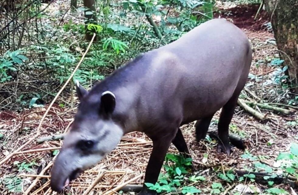 Liberaron a un ejemplar de tapir hembra en el Lago Uruguaí