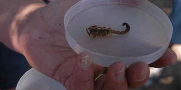 Recomendaciones ante la picadura de un alacrán\u002E