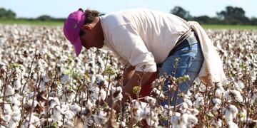 Ponen en marcha el Plan Algodonero para pequeños productores