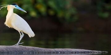 Aves del Amazonas