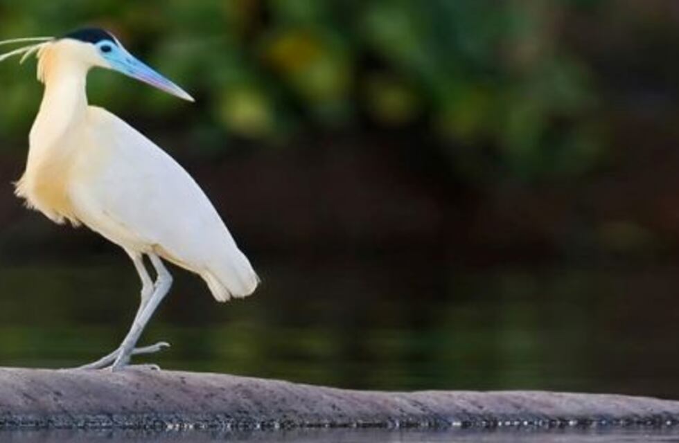 Algunas especies oriundas del Amazonas podrían desplazarse a San Francisco
