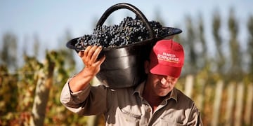 Pinot Noir (Federico Lopez Claro)