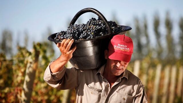 Pinot Noir (Federico Lopez Claro)