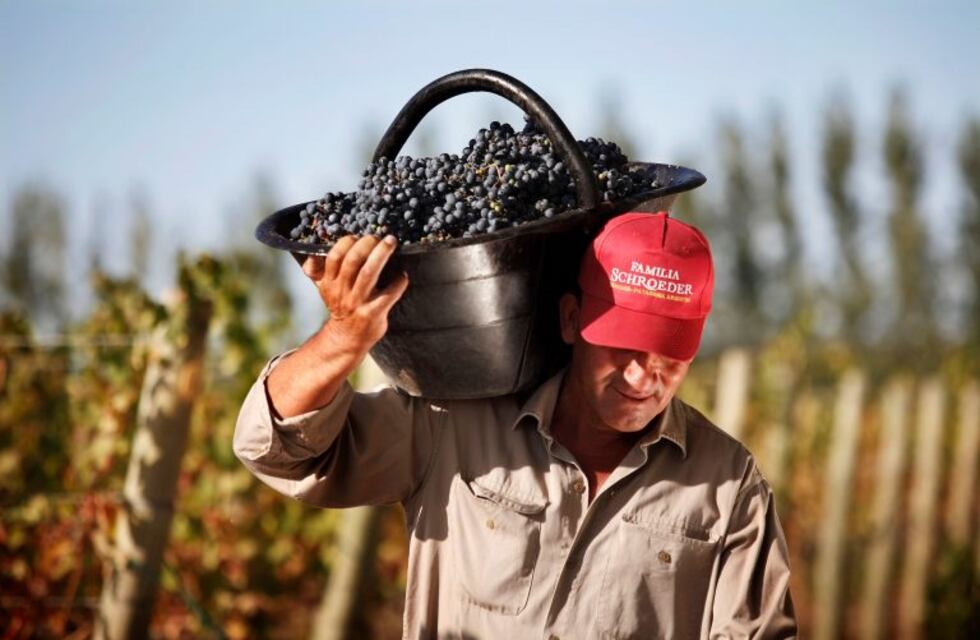 Pinot Noir, la revolución de un vino delicado de principio a fin