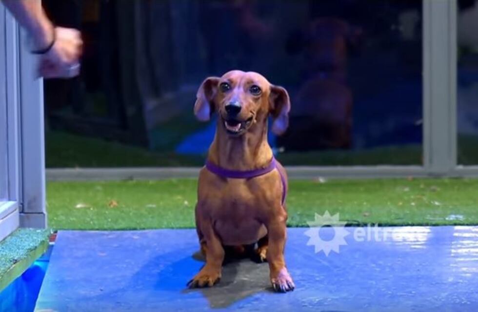 La insólita manera que cruzó esta perrita la pileta