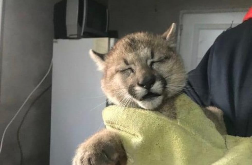 ¿Podría sobrevivir Suyai, la cachorra de puma encontrada en El Calafate?