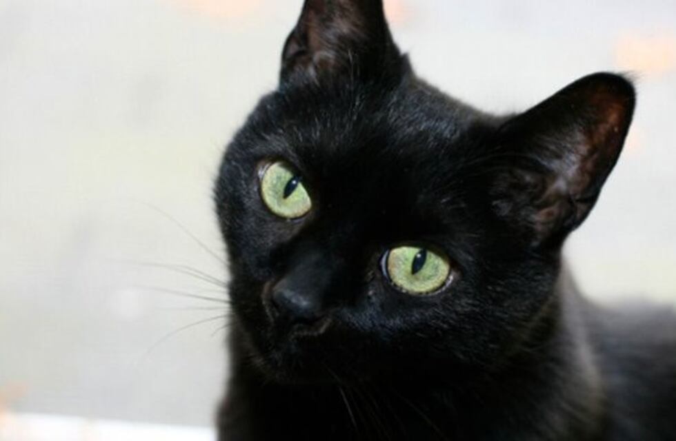 Detectaron a un gato con coronavirus en España