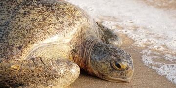 REUTERS/Jose de Jesus Cortes