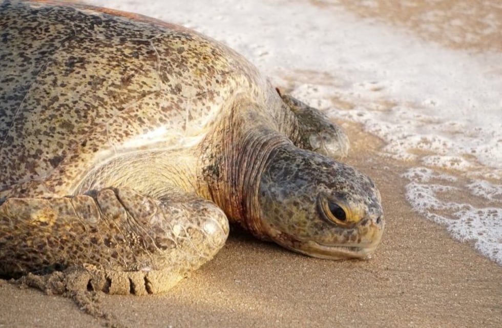 Como la moraleja: esta tortuga sorprende por su velocidad al seguir a un perro