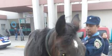 Caballo suelto por Avenida del Libertador