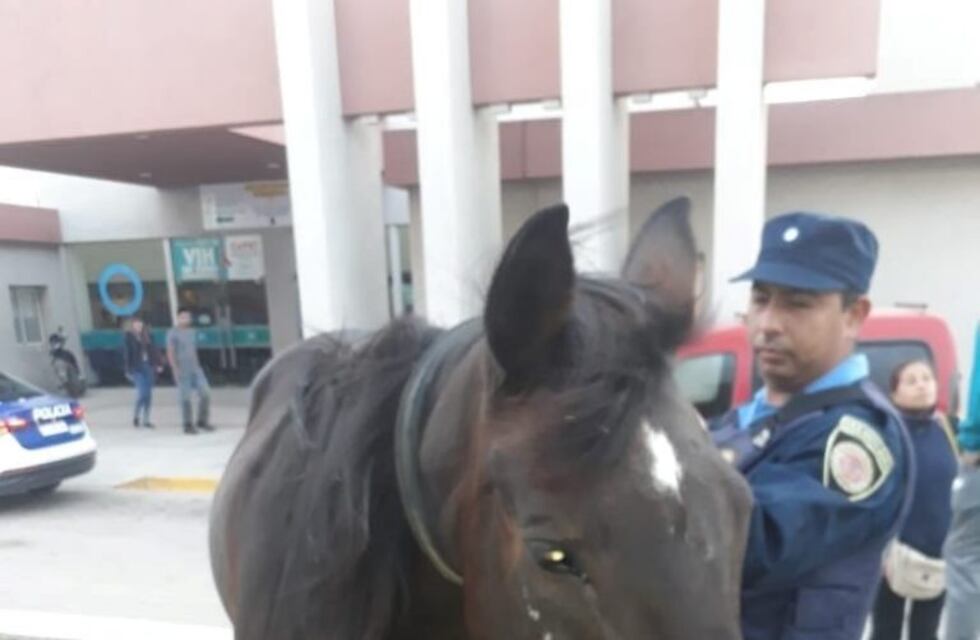 Un caballo suelto por Avenida del Libertador