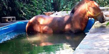 Caballo cayó a la pileta (fotografía ilustrativa) (Twitter)