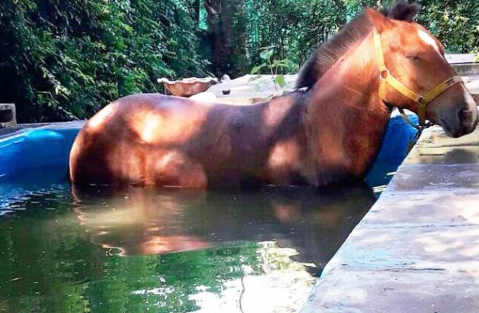 Los bomberos rescataron un caballo que se cayó a una pileta en Santa Rosa