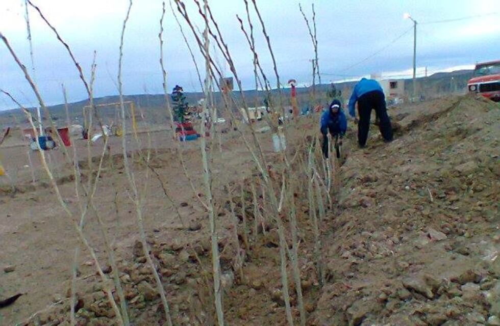 Vecinos del barrio Bicentenario realizan plan de forestación