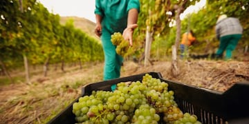 Un paseo entre olivos