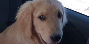 Buscan desesperadamente a "Toto", el perro de un niño con autismo