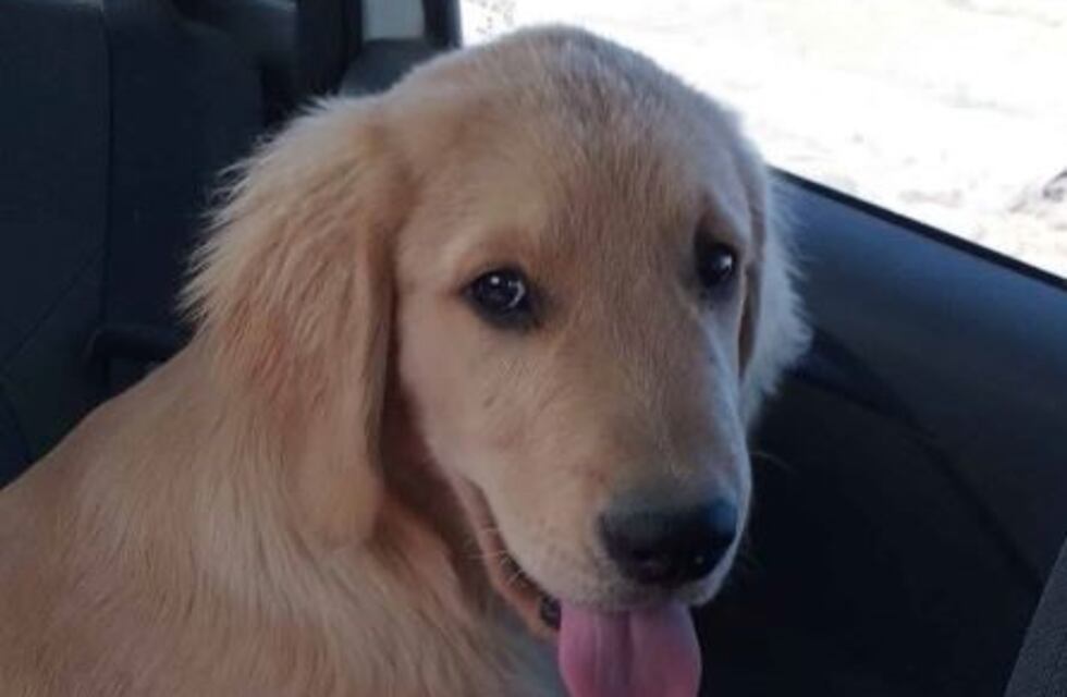 Buscan desesperadamente a "Toto", el perro de un niño con autismo