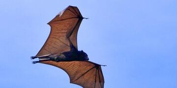 Diadema, el extraño murciélago de tamaño humano que se volvió viral