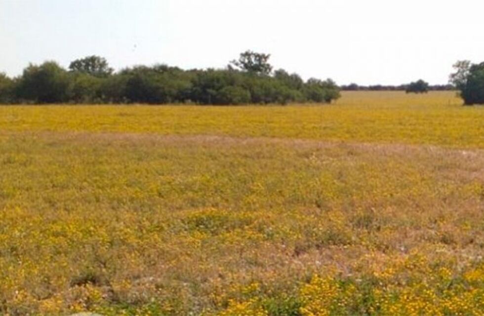 Apareció un círculo perfecto sobre un campo entrerriano