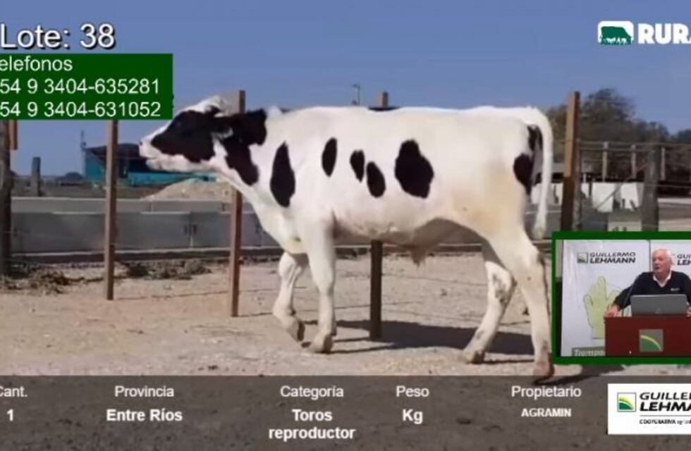 En un remate on line, vendieron un toro a $900.000