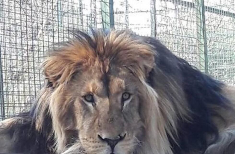 Trece felinos del Yastay aun esperan por su traslado a Sudáfrica