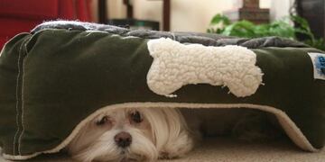 La venganza de un perro "contra la pirotecnia" que se volvió viral en internet