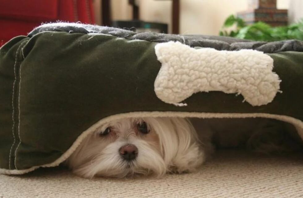 La venganza de un perro "contra la pirotecnia" que se volvió viral en internet