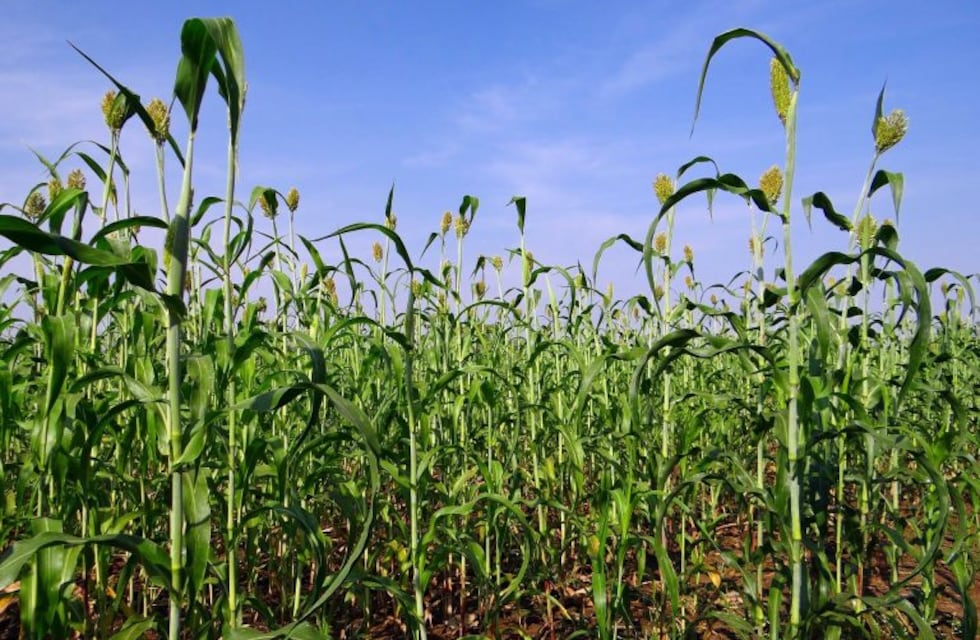 Entre Ríos: 67.600 hectáreas sembradas de sorgo en la campaña 2019/20