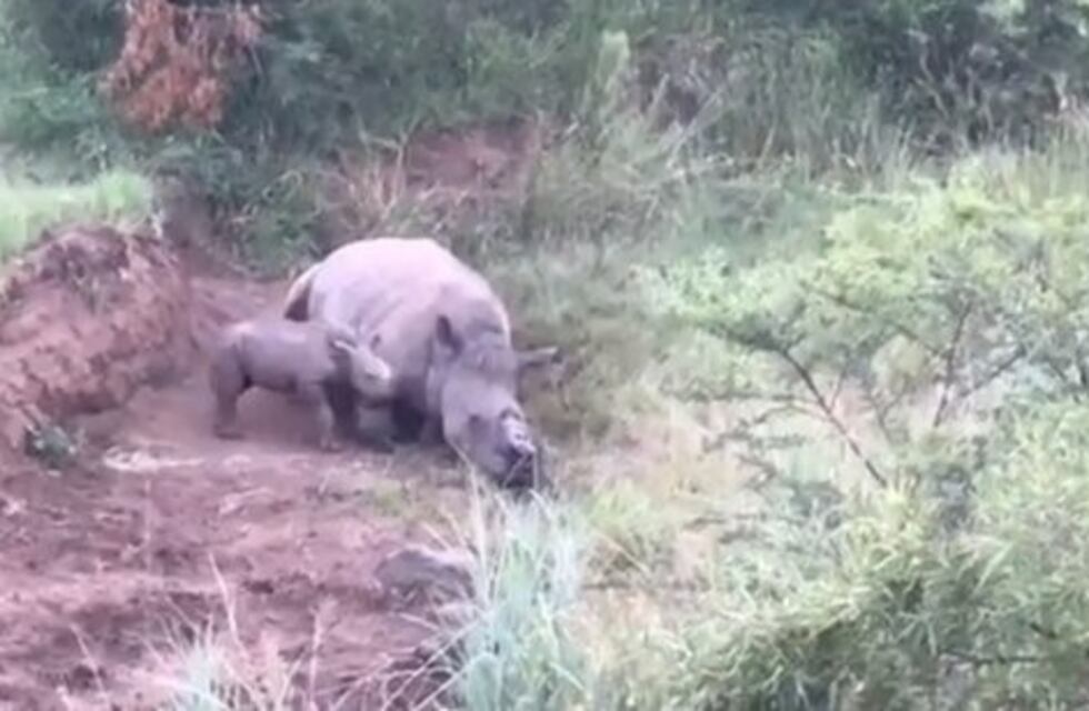 Conmovedor: una rinoceronte bebé trató de amamantarse de su madre muerta