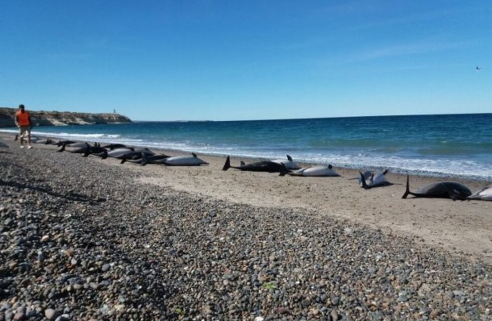 Encontraron 49 delfines muertos en una playa de Puerto Madryn