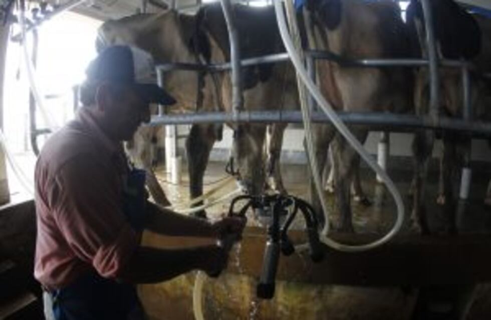 Aseguran que podría subir el precio de los lácteos por los anegamientos en los tambos