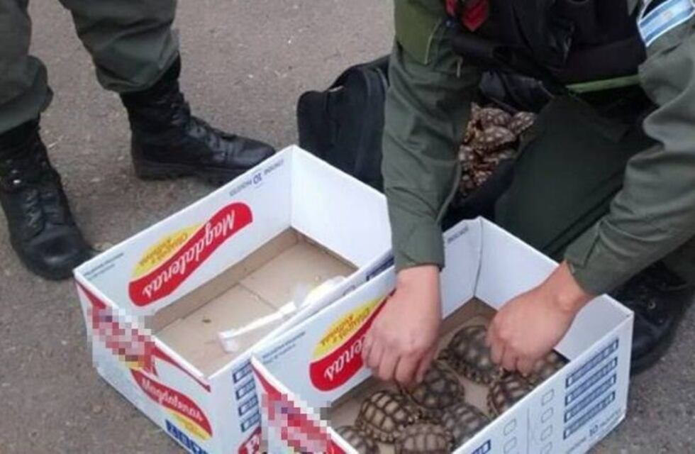 Gendarmes rescatan aves y tortugas que eran transportadas ilegalmente