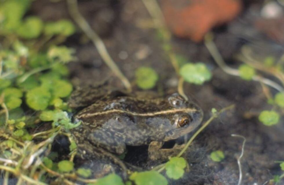 Río Negro: reintrodujeron nuevos ejemplares de ranita de Valcheta