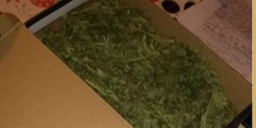 Secuestro de marihuana Alexis Chávez