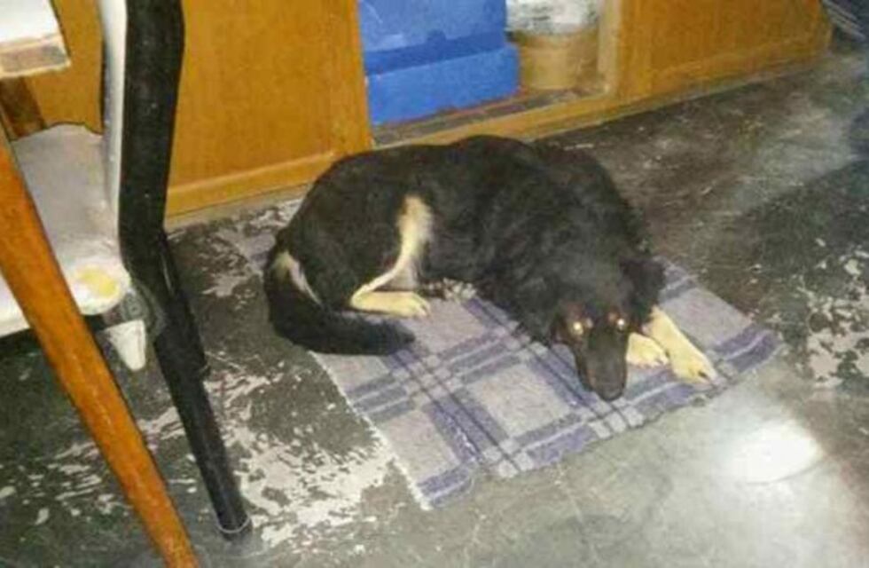 Dos pitbull mataron a un perro mestizo que defendió a un nene en Santa Rosa