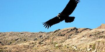 Cóndor de Traslasierra