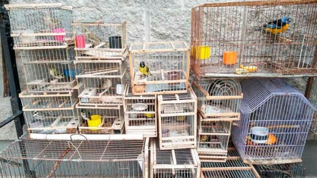 Secuestran aves silvestres (APN)