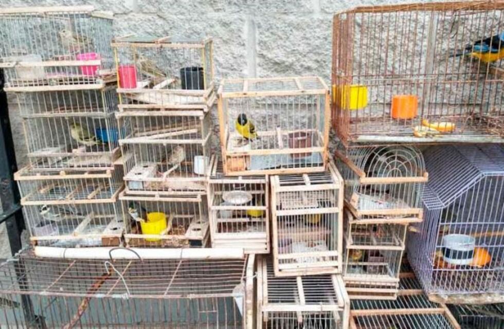 En Santa Rosa rescataron 22 ejemplares de aves nativas en cautiverio