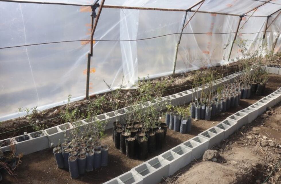 Las plantas nativas ya tienen su lugar en el Vivero Municipal de Carlos Paz