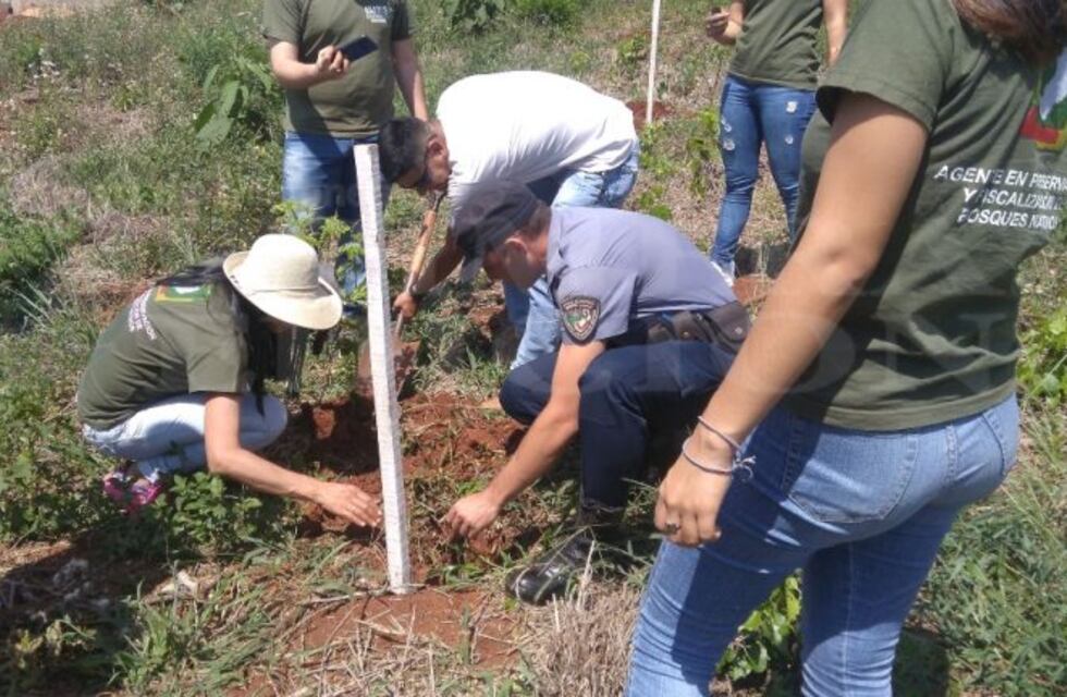 Reforestan un loteo urbano en San Vicente con 700 árboles de especies nativas