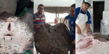 Un pescador entrerriano sacó una raya gigante\nCrédito: Diario Actualizado