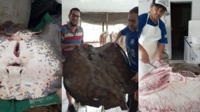 Un pescador entrerriano sacó una raya gigante\nCrédito: Diario Actualizado