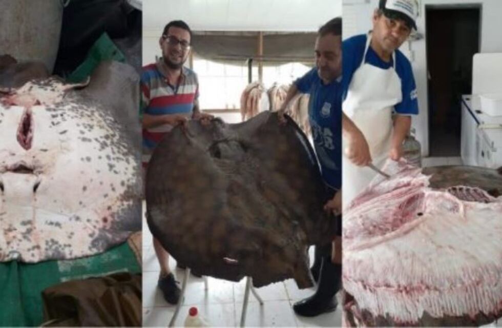 Un pescador entrerriano sacó una raya gigante de 80 kilos