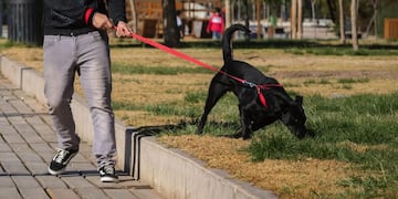 Por qué analizan en Tandil instalar corrales para perros en las plazas de la ciudad