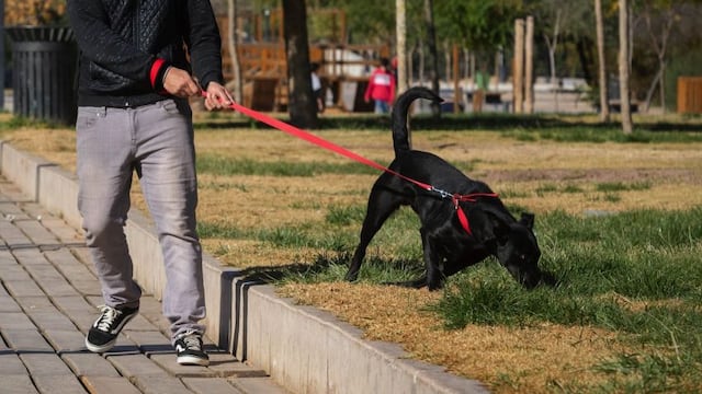 Conoce los concejos para que las mascotas no ensucien tu jardín, sin generarles daño.