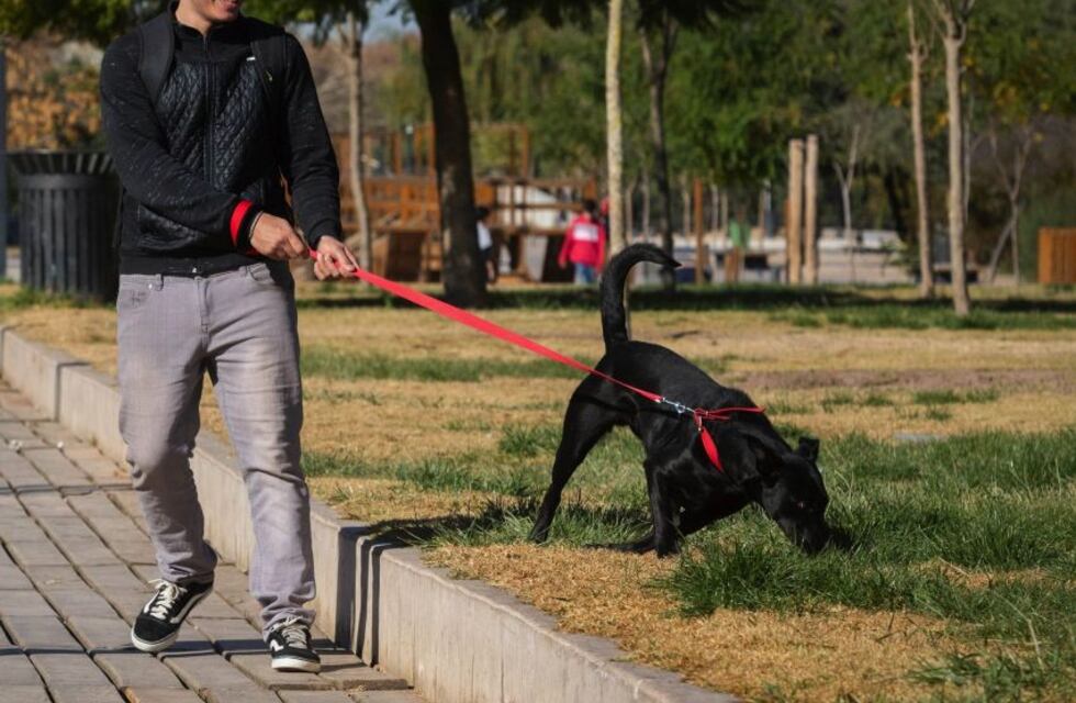 Por qué analizan en Tandil instalar corrales para perros en las plazas de la ciudad