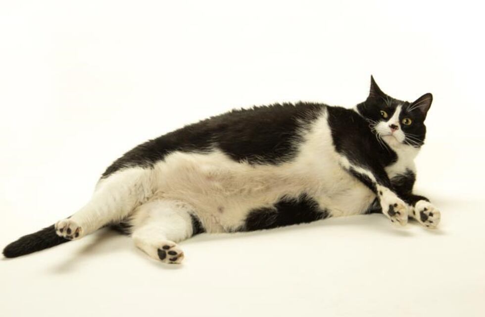 Este gato quedó atrapado en una reja por ser demasiado gordo